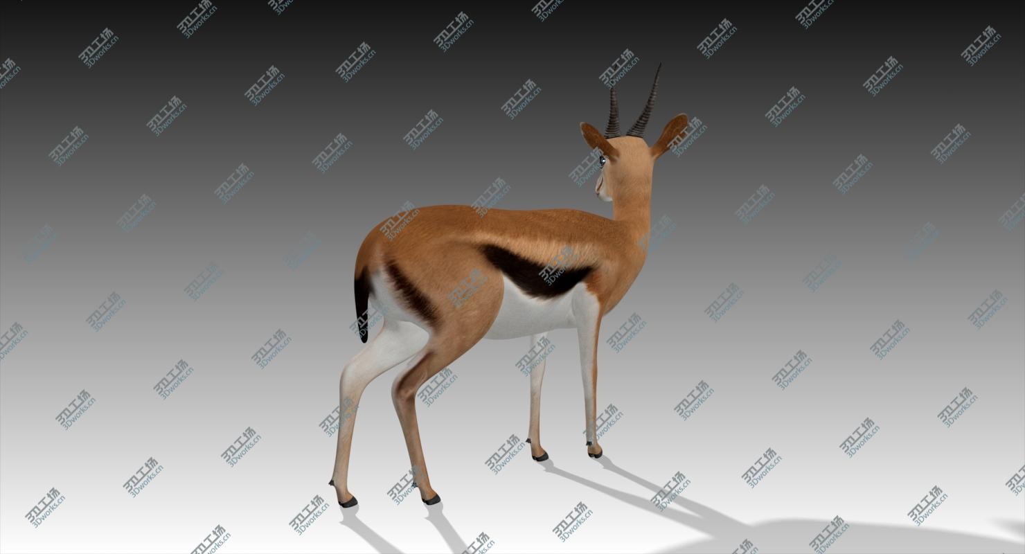 images/goods_img/2021040162/3D Gazelle Rigged/5.jpg